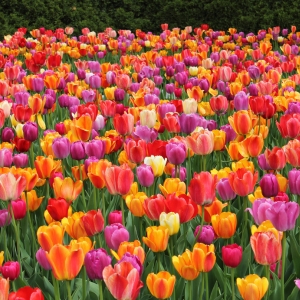 Website Haarlem Amsterdam (1)